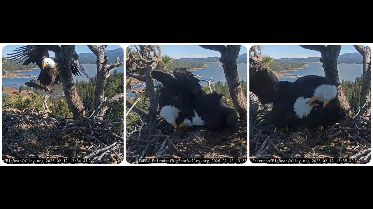 Shadow brings a fish but doesn't share it 12.02.2026 @FOBBVCAM