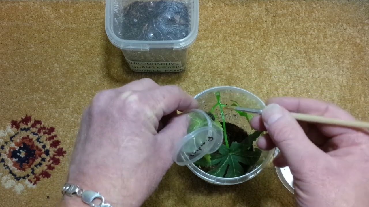 REHOUSING A ''PLAYFUL'' PHIDIPPUS ARDENS (WIDOW JUMPING SPIDER)😂❤