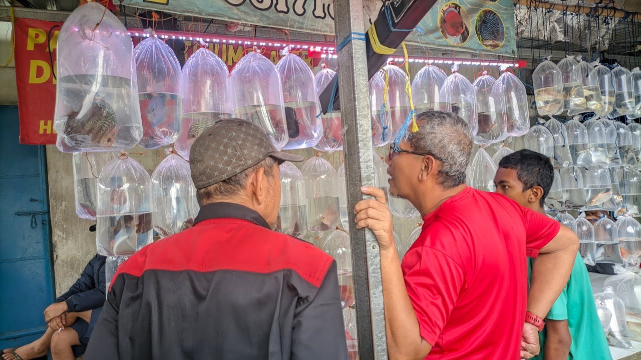 Ikan Discus Ikan Akuascape (Cakep)