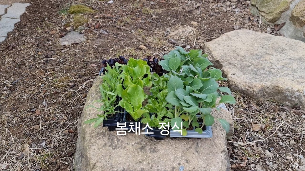 봄채소 심었어요