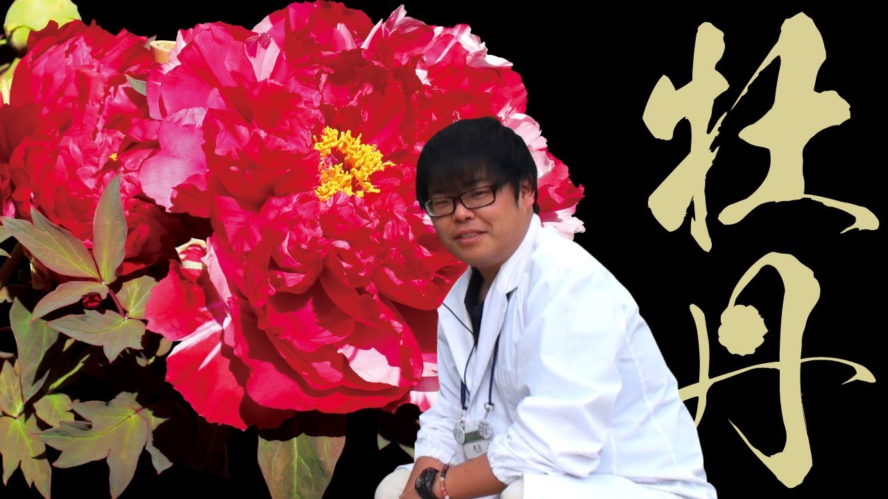 【長居植物園】解説！牡丹（ボタン）【おうちで植物園】