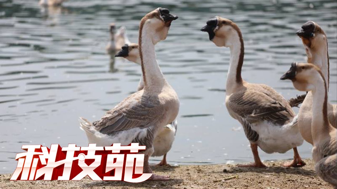 狮头鹅的新生活：狮子头，高个子，毒蛇也不怕！ | CCTV农业《科技苑》20170817