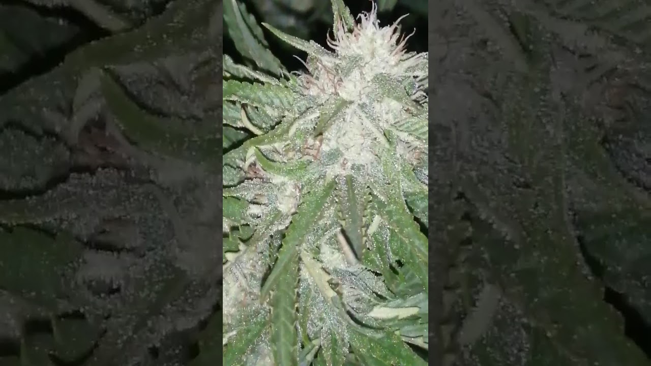Critical kush auto week 7 🌱🌱🌱🌱