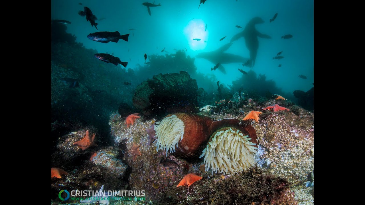 Scuba Diving in Monterey Bay, California
