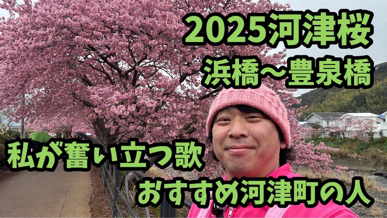 【2025河津桜】 3.4見頃継続中　浜橋〜豊泉橋　河津桜まつり　お得情報