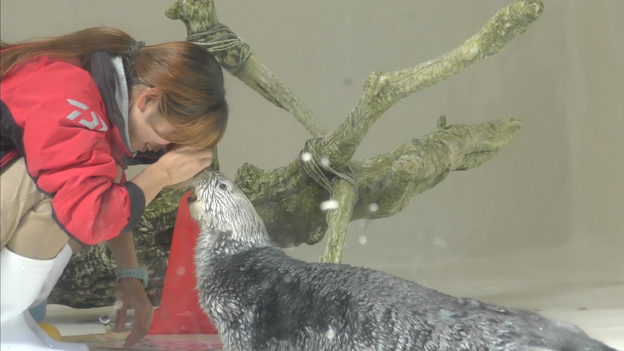 ラッコ　キラちゃん　ちょっと失敗しちゃったようです　【鳥羽水族館】Sea otter Kira-chan Toba Aquarium
