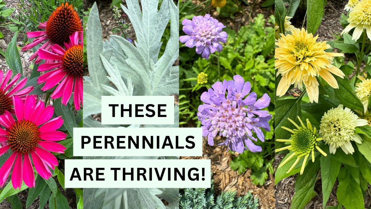 2 Week Update: See Our Drought Tolerant Perennials Thrive!