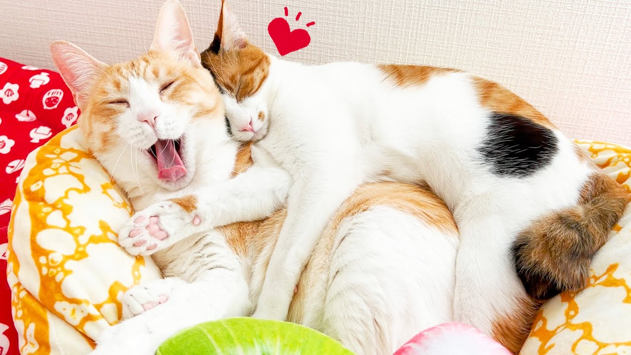 先輩猫が好きすぎてあまりにも可愛すぎる寝方になってしまう子猫