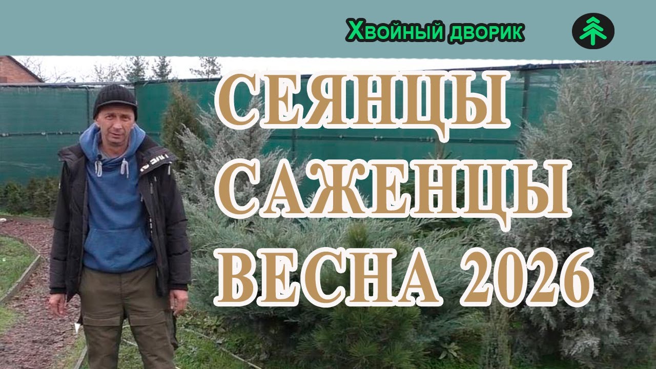 Сеянцы,саженцы хвойных растений на весну 2026 года.Питомник Хвойный дворик!