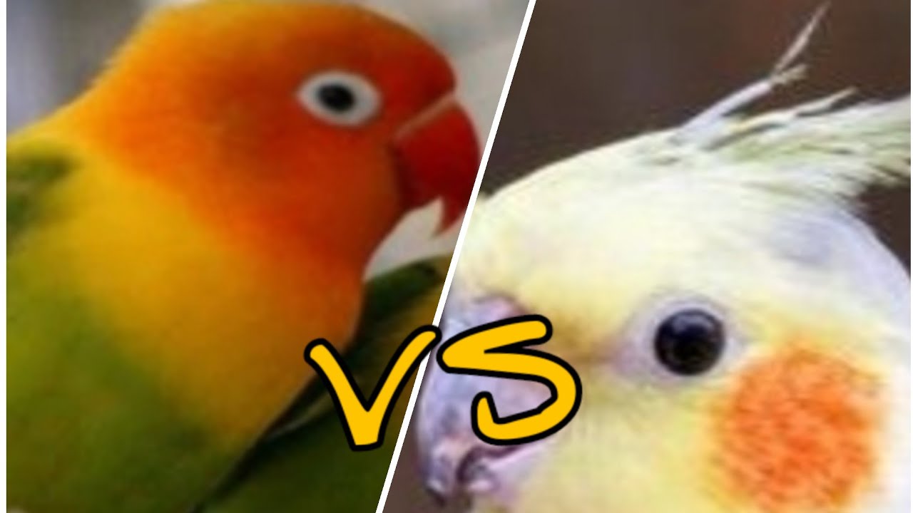AGAPORNES VS CALOPSITA