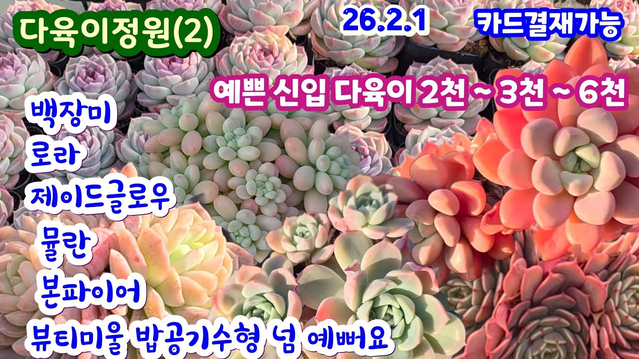 다육이정원(2) 예쁜 다육이 2천원  3천 4천 5천 끝내주게 예뻐요 레드벨벳 로라 백장미 뷰티미울 본파이어 뮬리