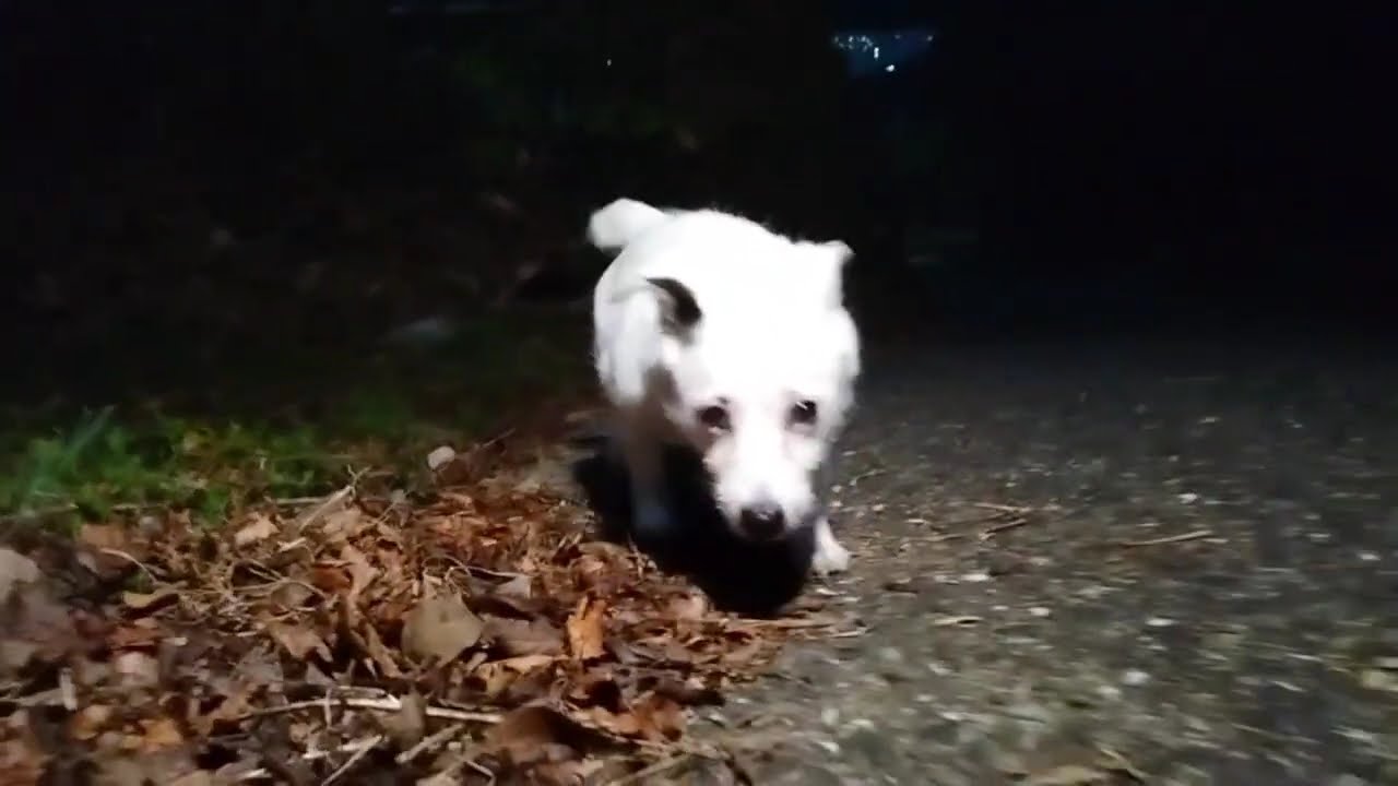 ウリとゴミパト遊び🌳字幕