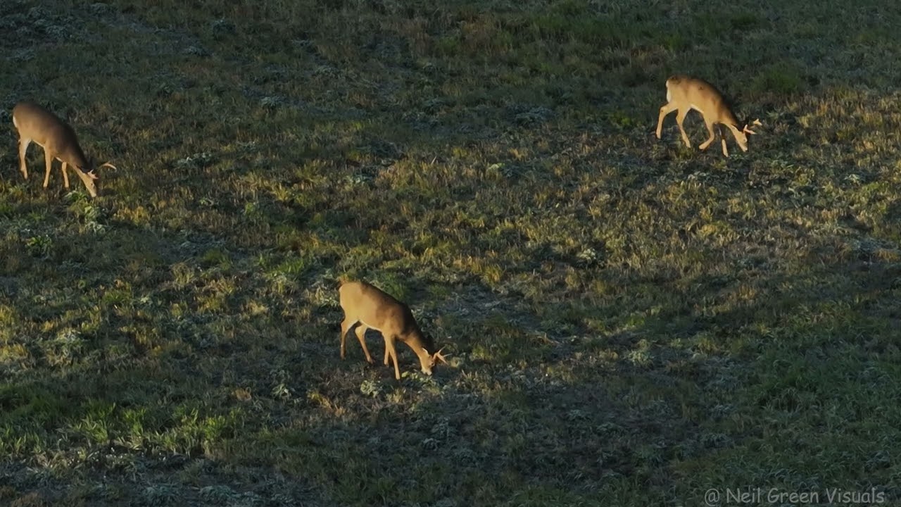Sunrise bucks rutting