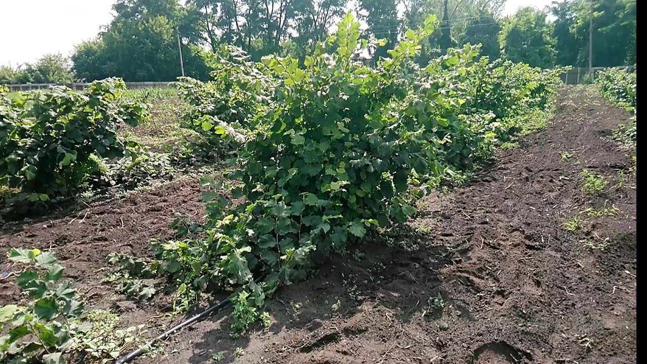 Фундук Футкурами и Черкесский-2