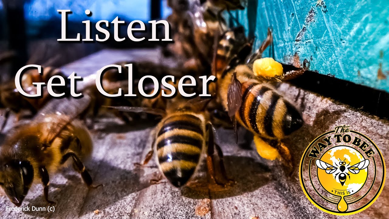 Honey Bee Hive Entrances UP CLOSE slow motion. ASMR buzzing in your ears. Details, no narration.