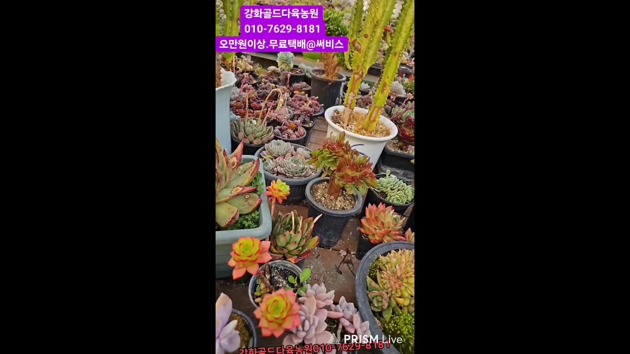 강화골드다육농원 라이브 방송
