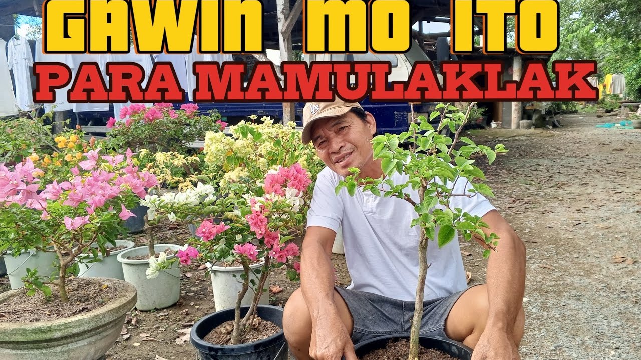 GUIDE!! KUNG PAANO MAG PA BULAKLAK NG BOUGAINVILLEA PLANTS