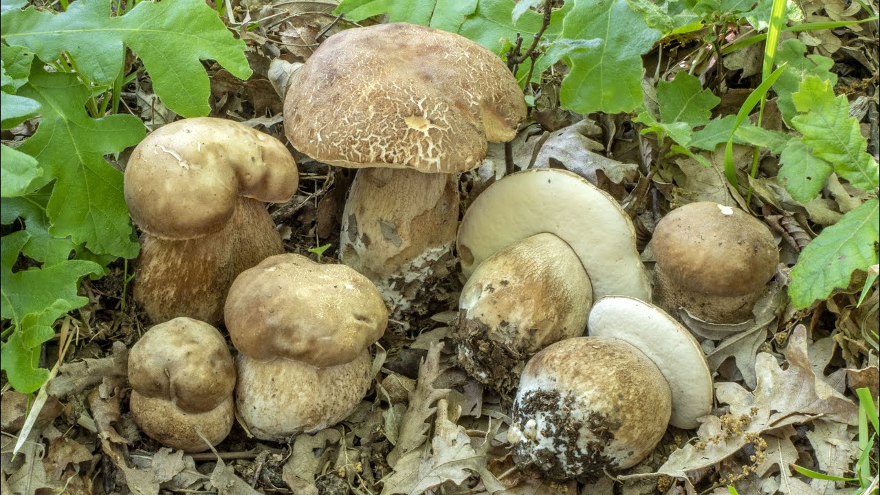 Porcini | La primavera e le prime sorprese...