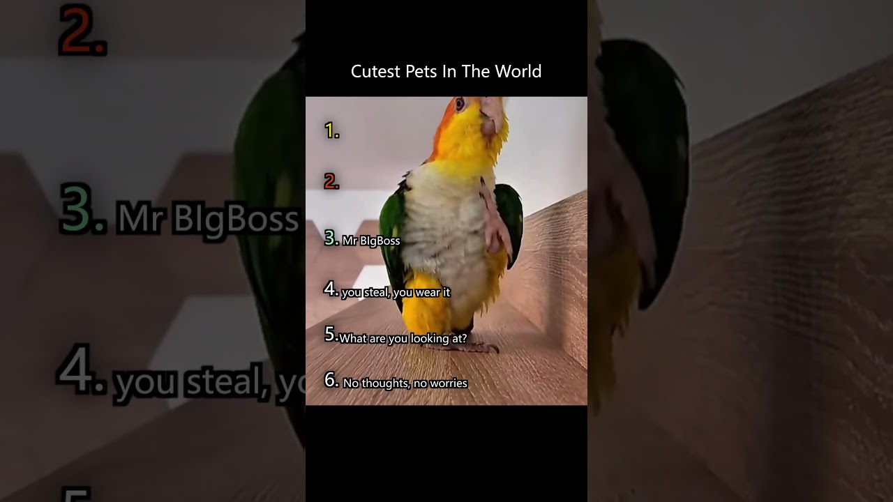 Cutest Pets In The World
