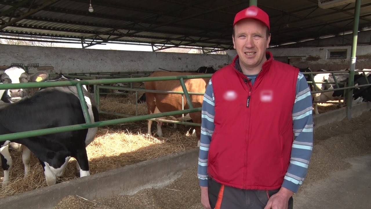 Sam svoj gazda - iz grada u selo; Farma krava - Njegoševo