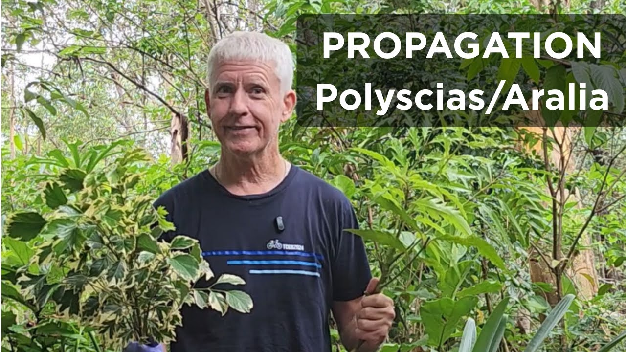 Polyscias (Aralia) Propagation - Best plant for Narrow Gardens