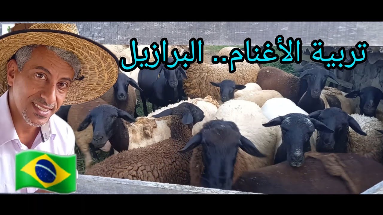 عارضين أغنام للبيع تعالو نشوفهم سوا ونشتري منهم ونشوف طريقة تربيتهم للأغنام