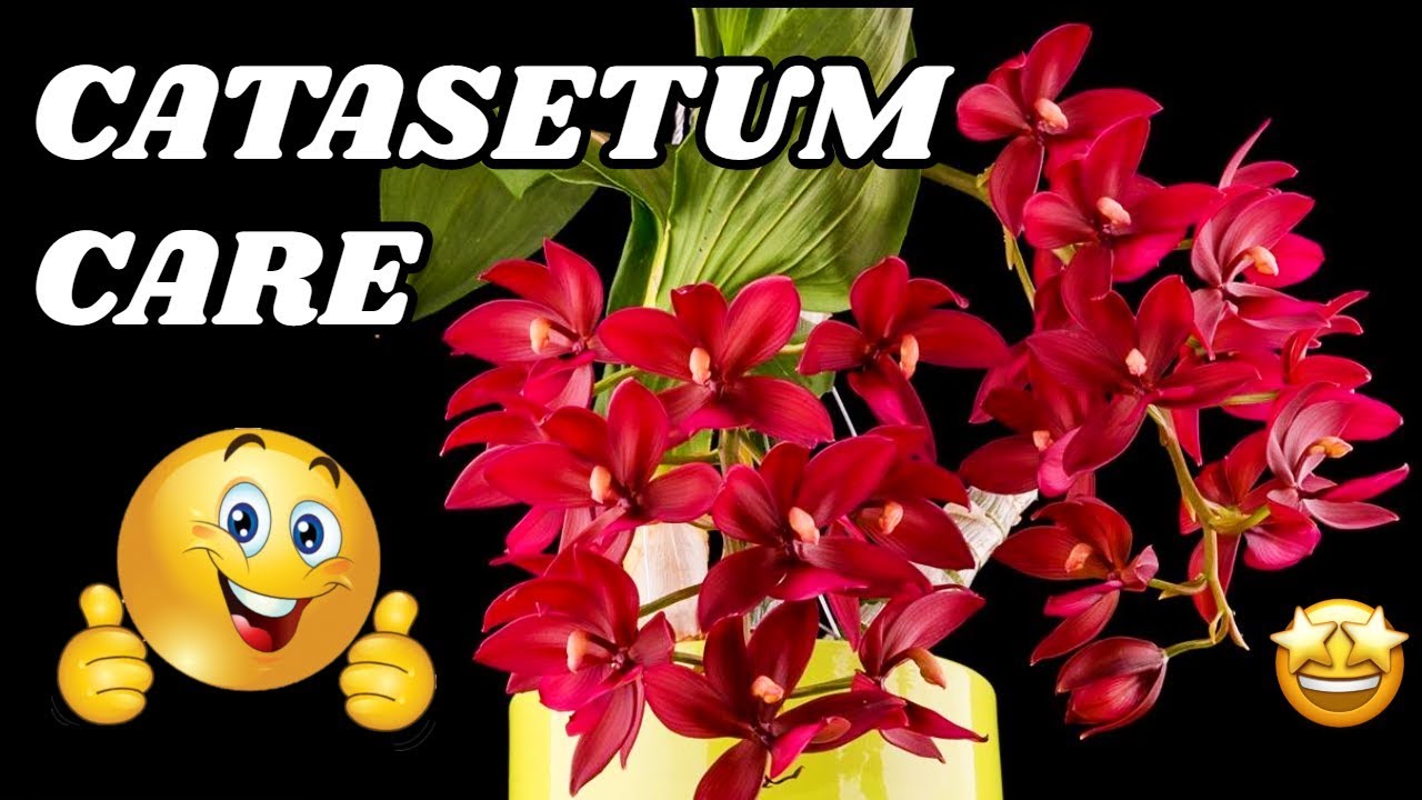 Catasetum Orchid Care: Growing, Dormancy, Watering, Fertilizing, Reblooming, Repotting
