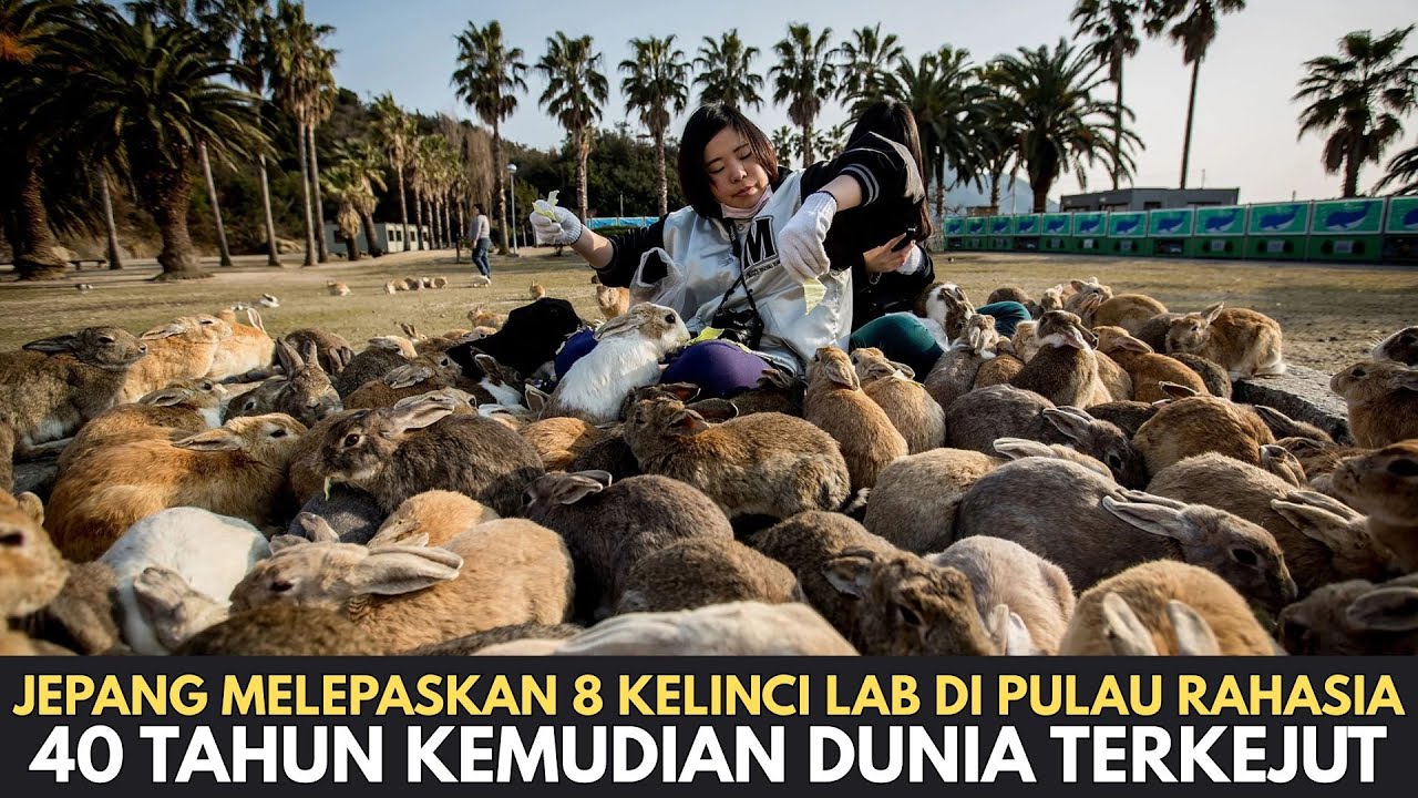 Jepang Melepaskan 8 Kelinci Di Pulau Rahasia, 40 Tahun Kemudian Mengejutkan Dunia