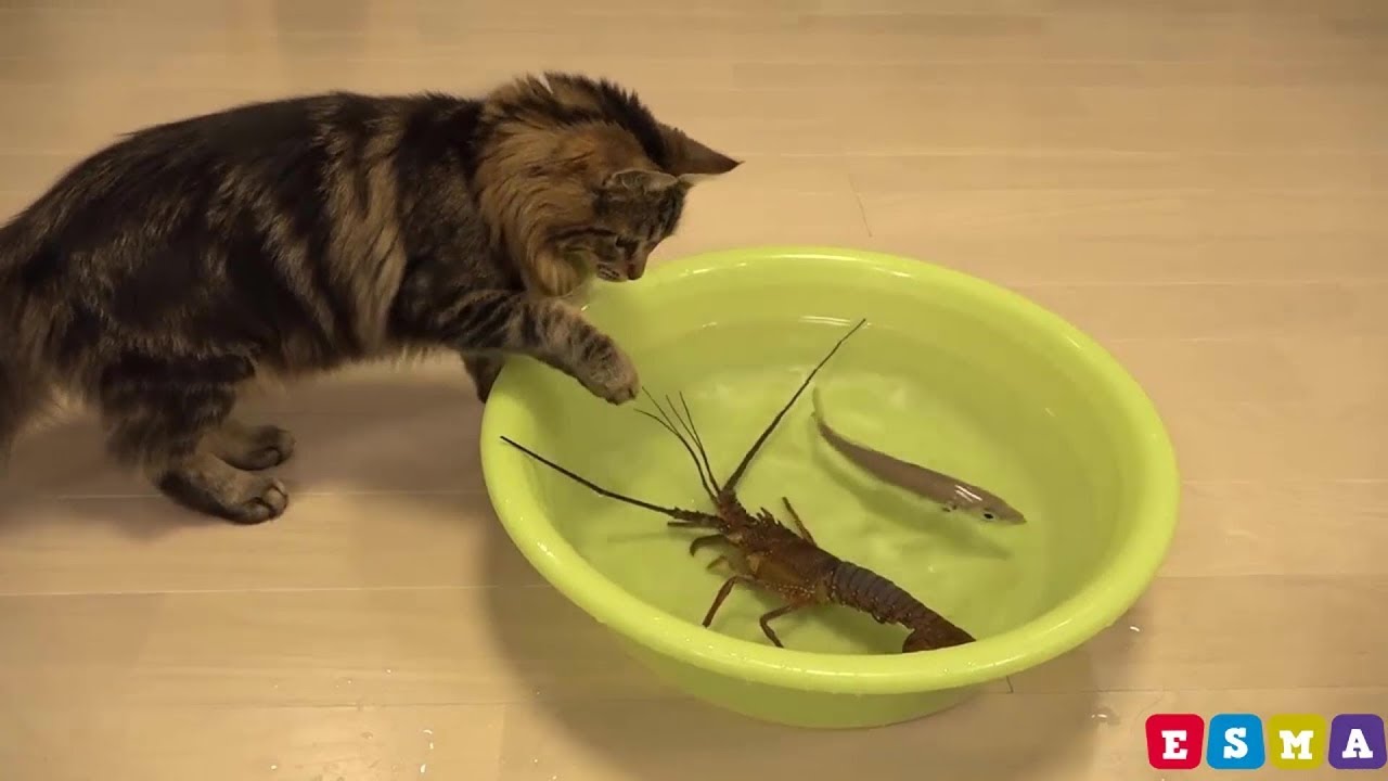 Funniest 🐶 Dogs and Cats 🐈 Komik hayvan &ccedil;ocuk videoları 🐈🐈 Cutest Animals videos