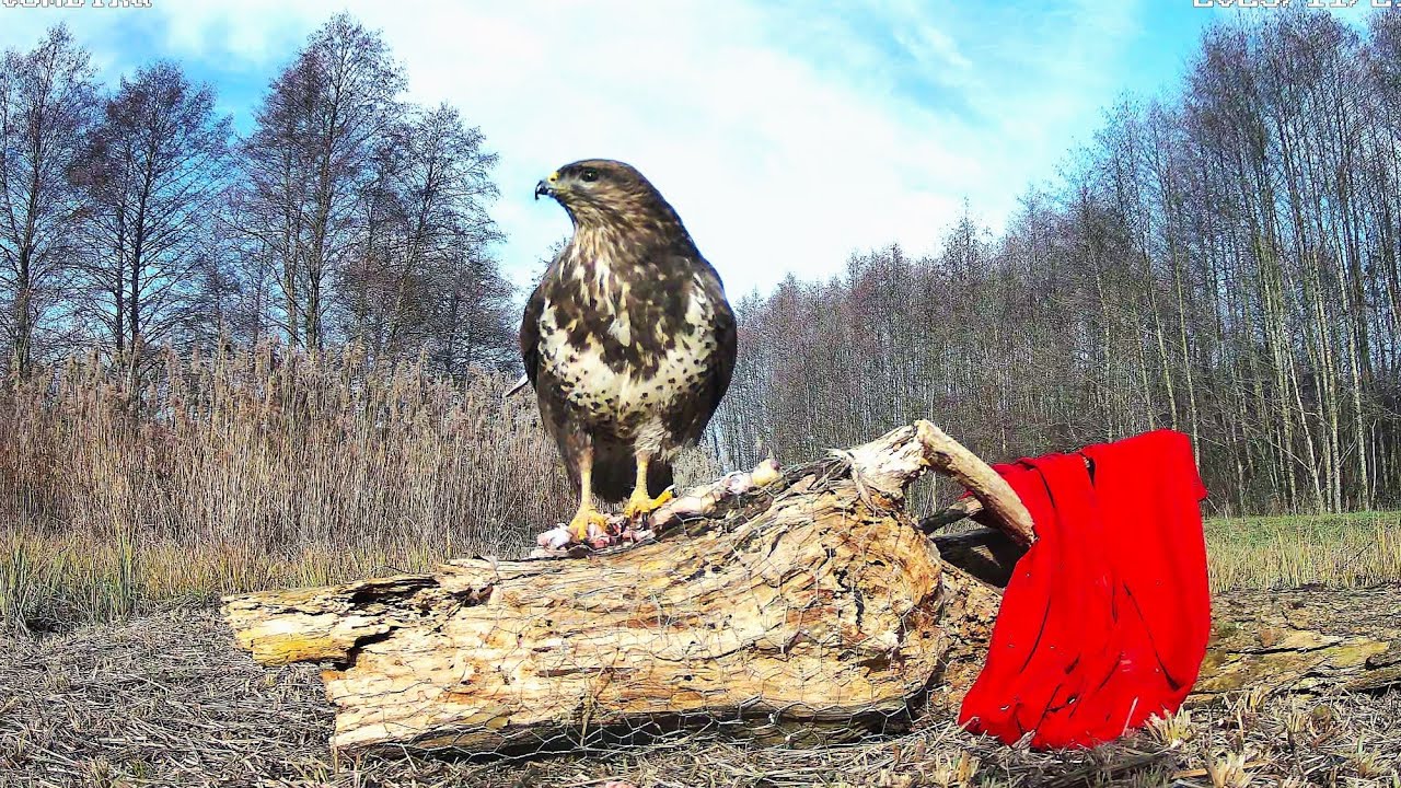 Trail camera | Így ebédelt nálunk egy egerészölyv (Buteo buteo) | 4K