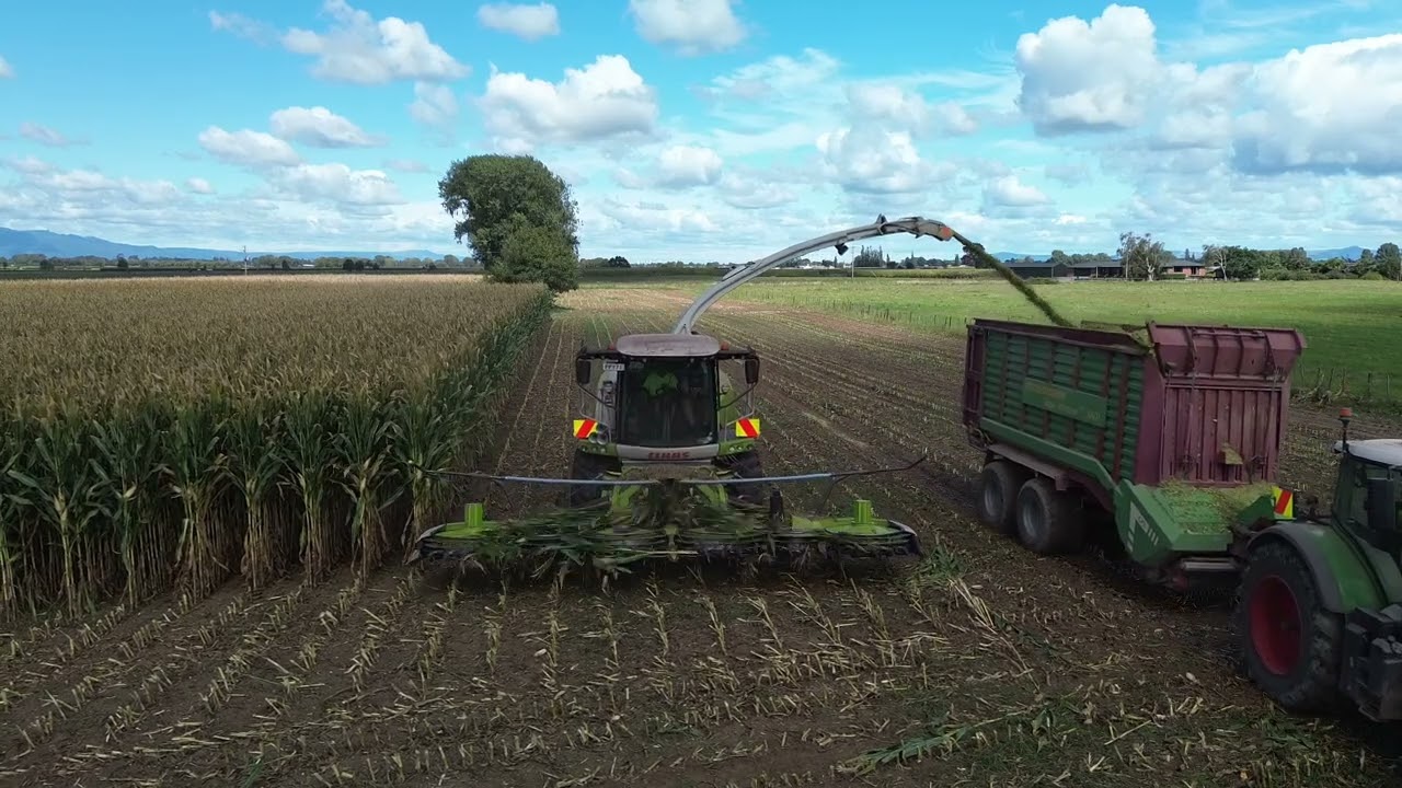 Jackson Contracting - Maize Harvest 2024