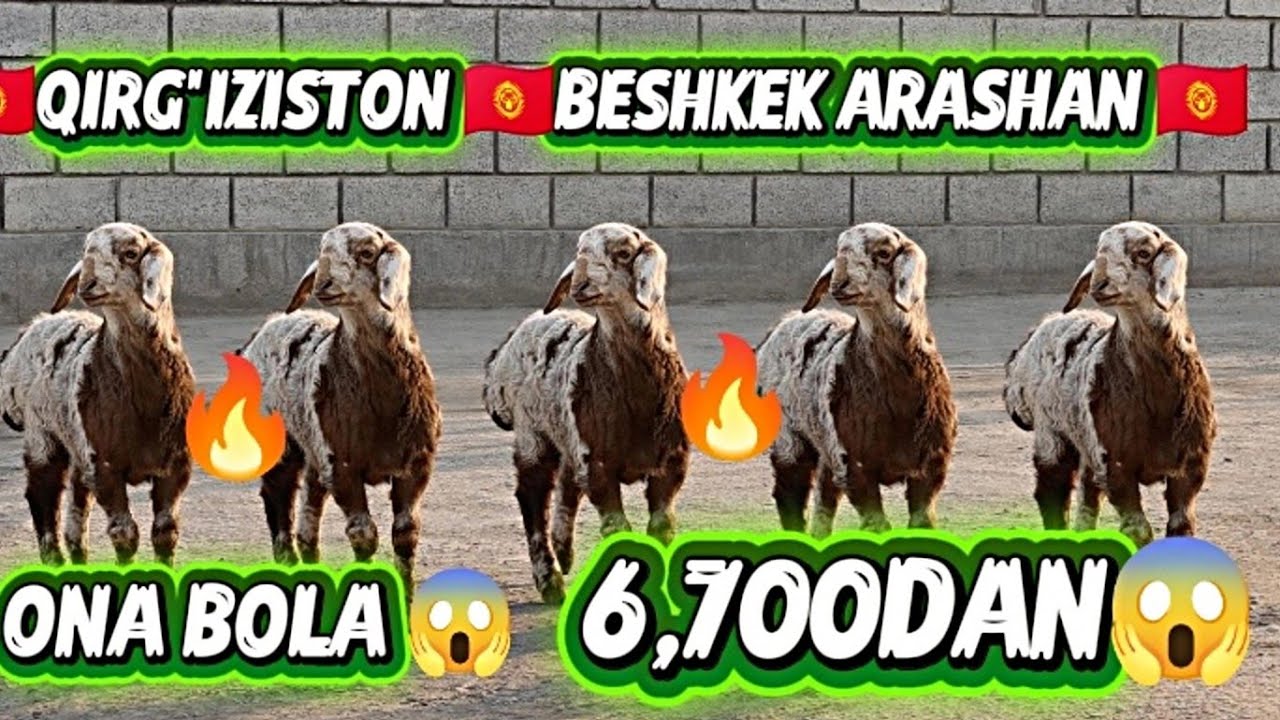 🇰🇬QIRG'IZISTON BESHKEK EGZAKCHI ONA BOLA NAHT BO'G'OZ SOVLIQ 