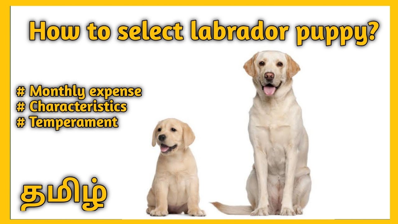 How to Select Labrador Retriever Puppy in Tamil || Labrador review in Tamil