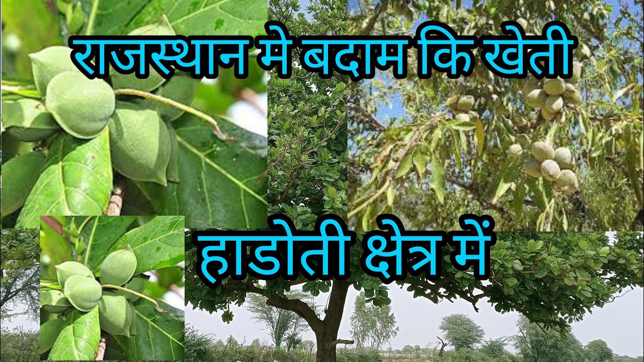 भारत में बादाम की खेती राजस्थानी बदाम #kchabadam #badam #badamkheti