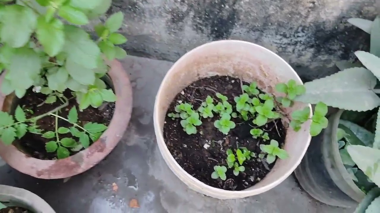 My Home Kitchen Garden Tour Feb 2026🪴 | Simple & Budget Friendly