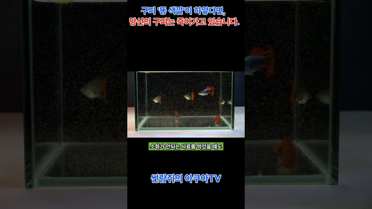 구피 '똥 색깔'이 하얗다면, 당신의 구피는 죽어가고 있습니다  #구피똥 #하얀똥 #배마름병