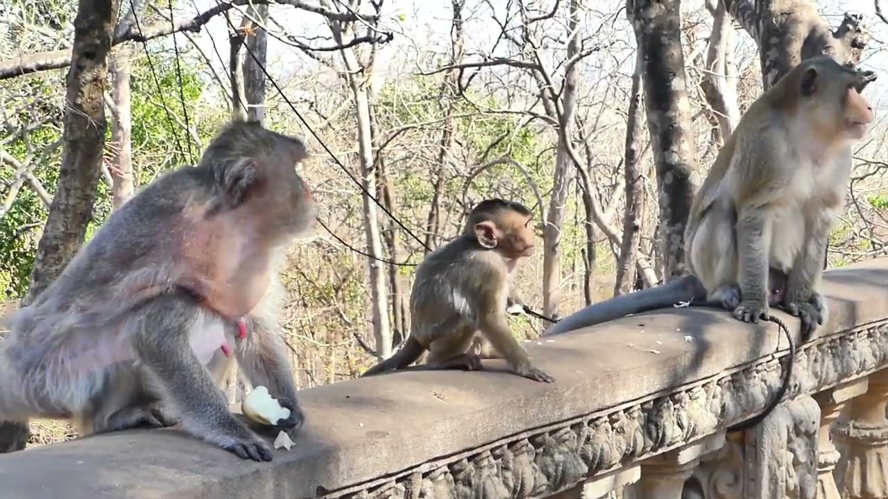 Cutie BB Monkey When come to Asking Foods With Mother Beri