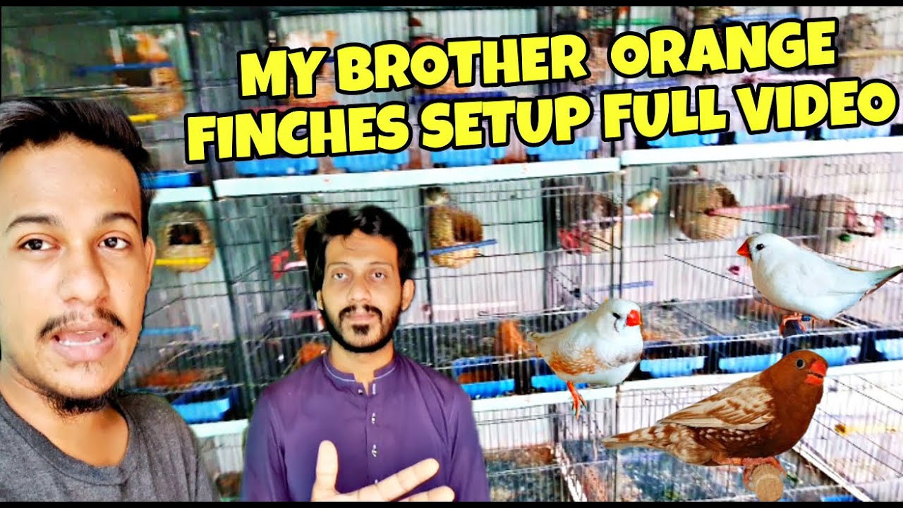 Orange finches setup full video part # 2 | #youtubeshorts