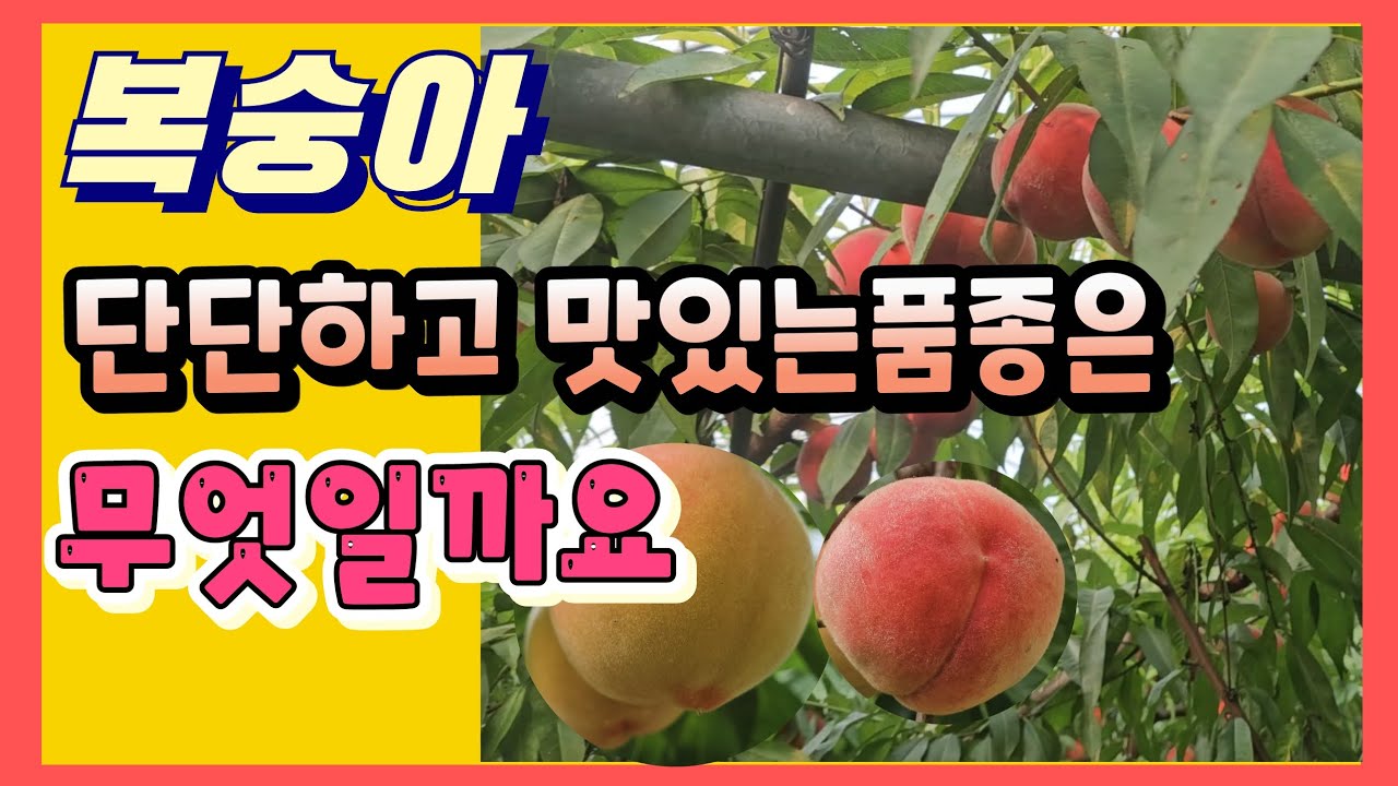 복숭아 딱딱하고 맛있는 품종이 무엇일까요