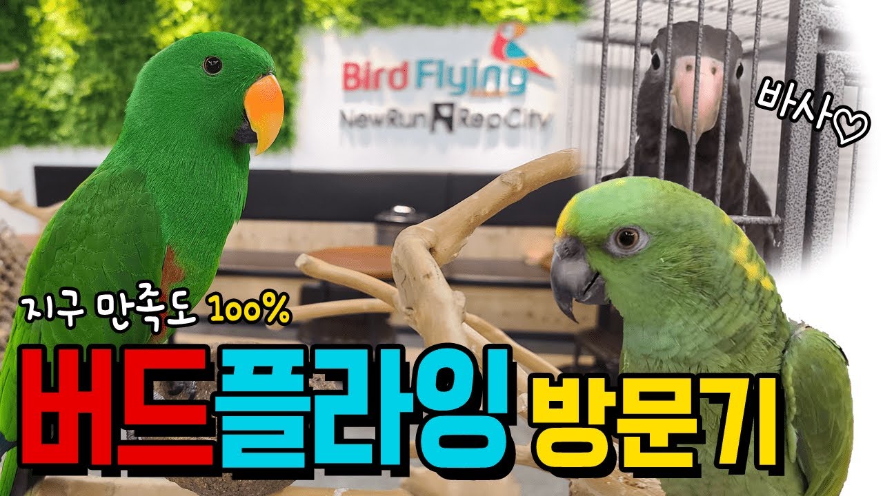[지구/앵카] 버드플라잉 다녀왔어요. 지구 만족도 200%!