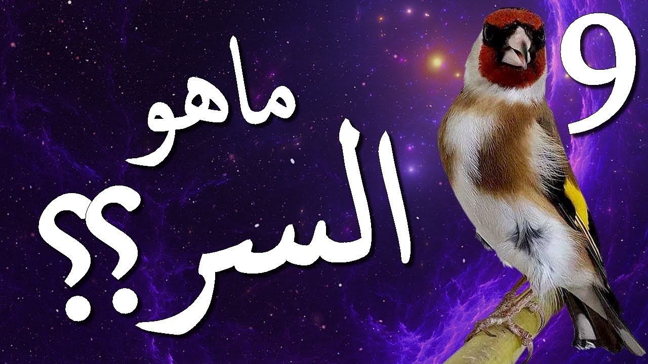 تجهيز الحسون - الحصول على القوة والهيجان عن طريق المكملات - نيكتون (E) ونيكتون (S)