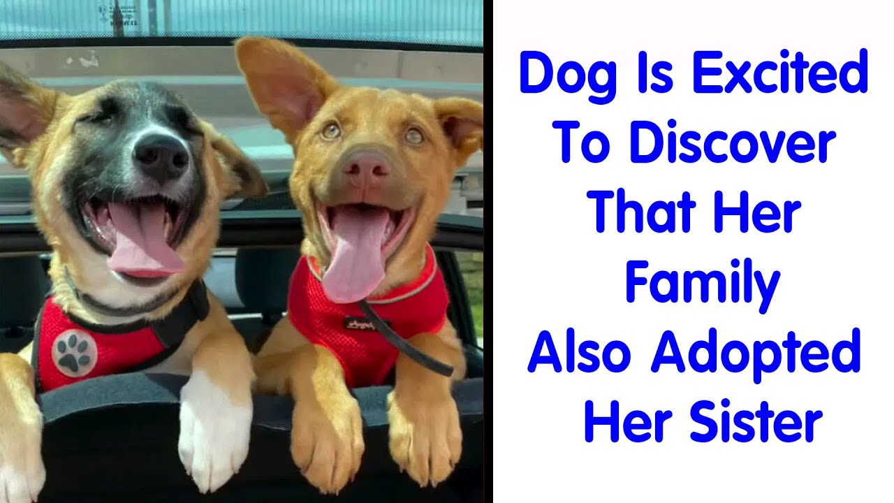 Newly Adopted Pets Whose Cozy Winter Beginnings May Melt Your Frozen Heart (January Edition)