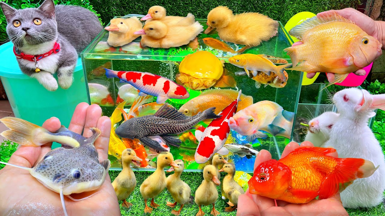 Bắt Cá Trê, Cá Vàng Bơi, Con Vịt Con Mèo, Cá koi, Con Cá Sấu Con, Cua, Rùa Vịt Dễ Thương