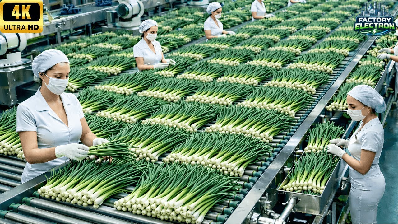 Unbelievable! Inside The Factory That Process Product From Spring Onion |  How It's Made