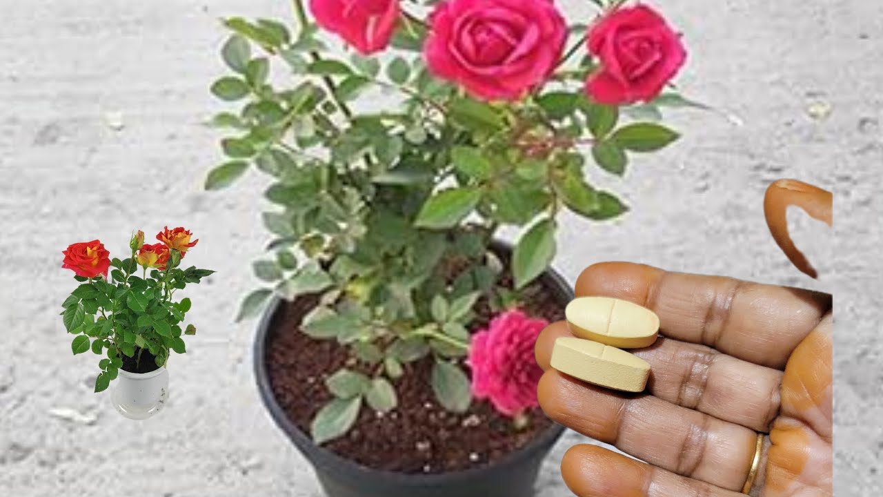 ரோஜா செடிகளுக்கு இந்த டேப்லட் குடுங்க | fertilizer for Rose plant growing 