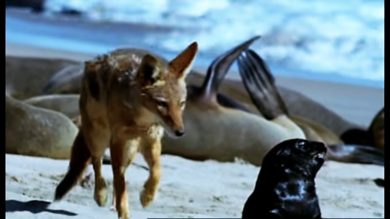 Cape Fur Seal Pups vs Black Back Jackalls | Dune | BBC Earth