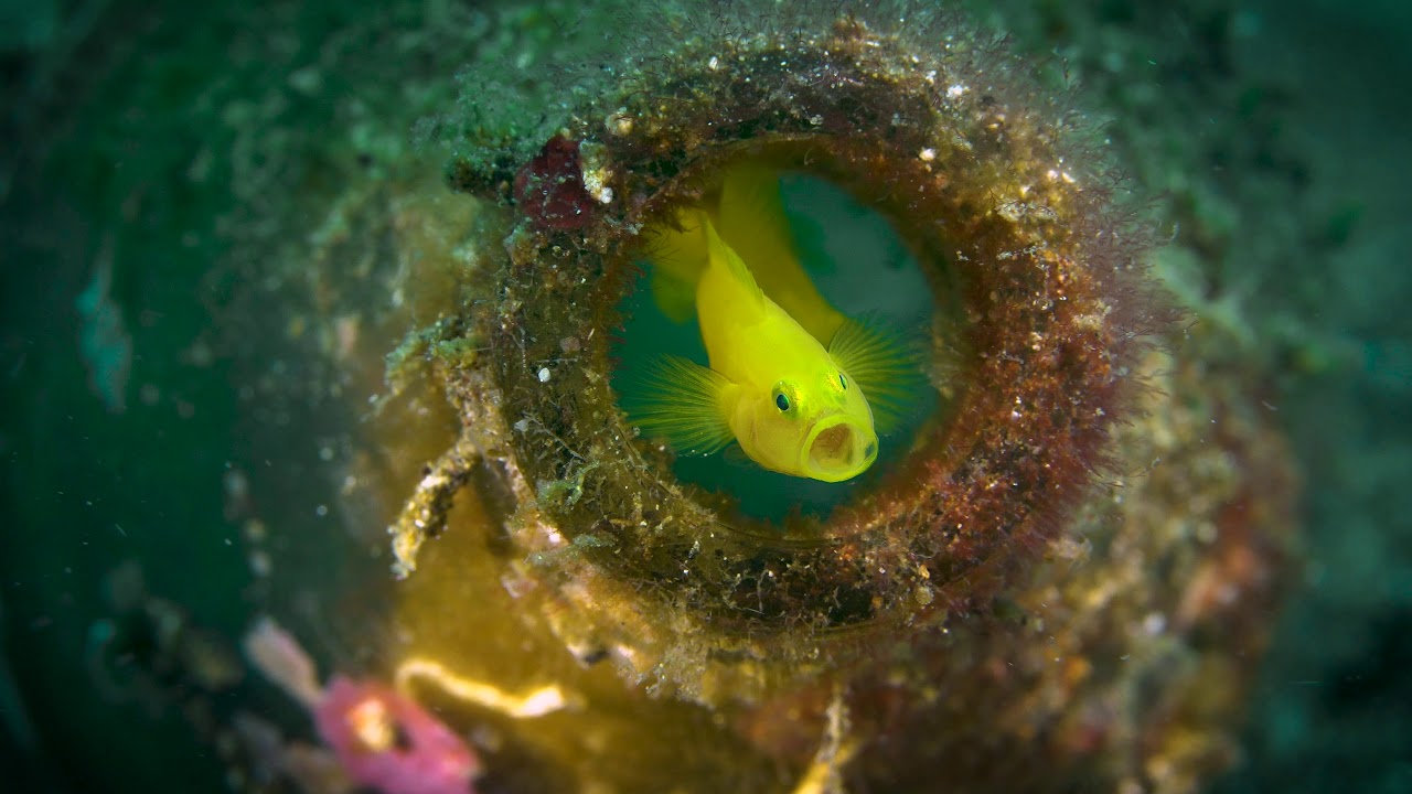 Anilao Macro Underwater Workshop - 4K Sony a6500