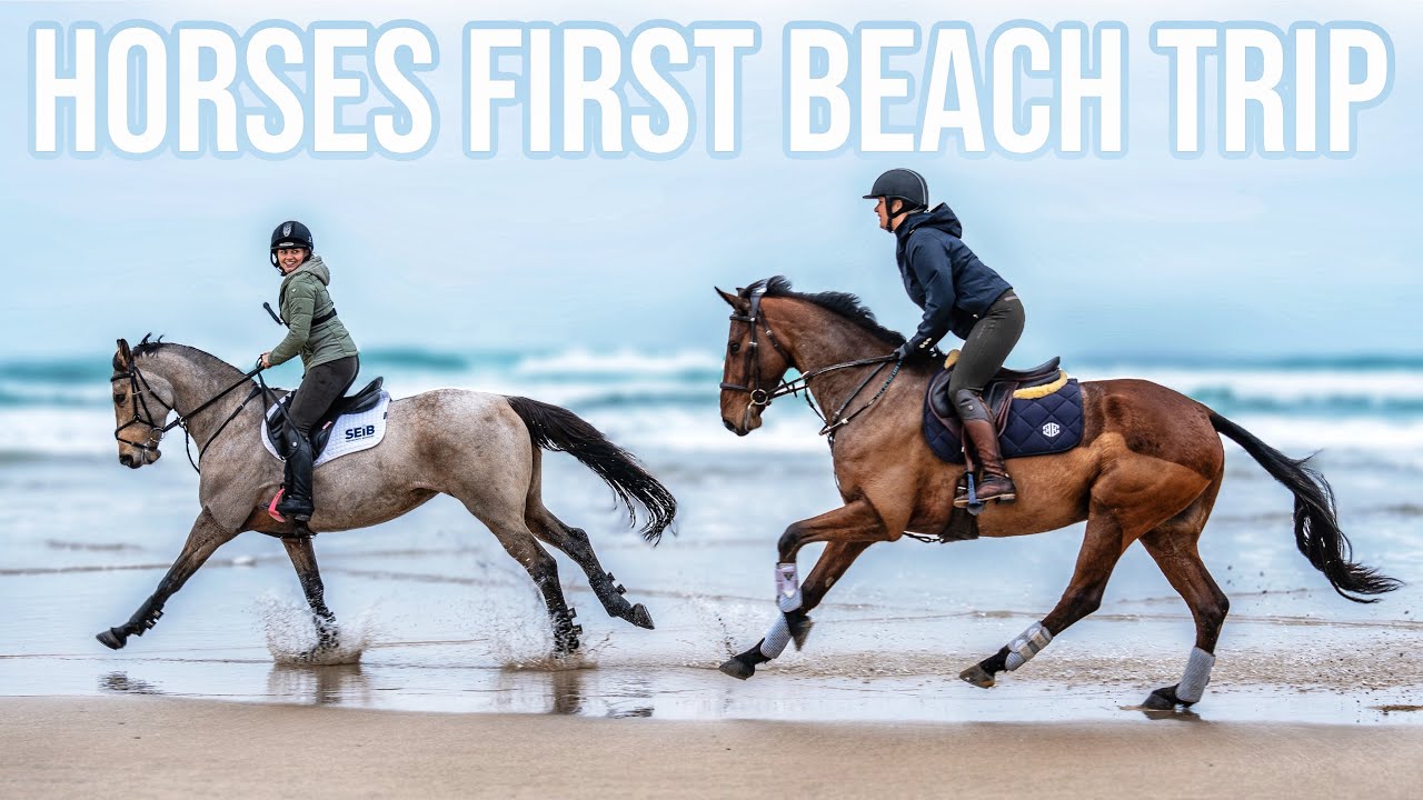NEW HORSES FIRST BEACH TRIP | Captured on the Insta360 GO3S 🎥