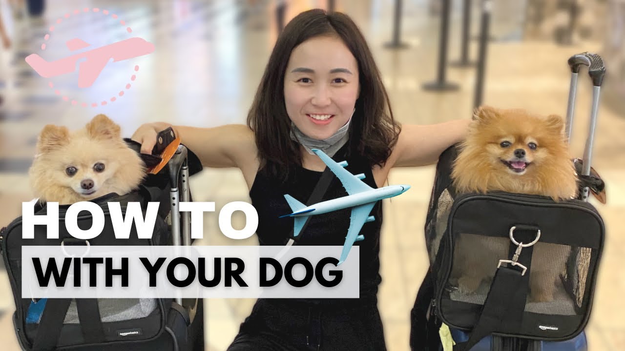 How to Fly With Dog In Cabin | Tips for Flying with Pet in an Airplane | US Domestic & International