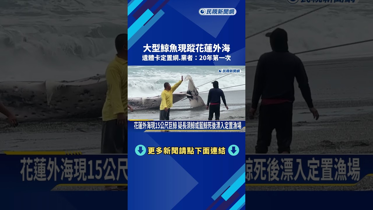 大型鯨魚現蹤花蓮外海 遺體卡定置網.業者:20年首次－民視新聞
